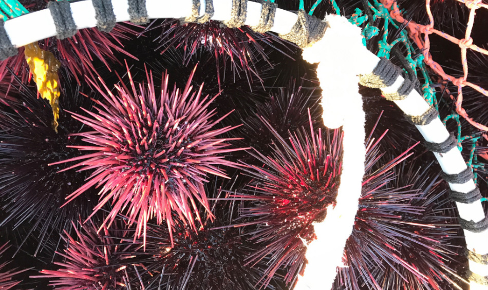 a basket of california sea urchin