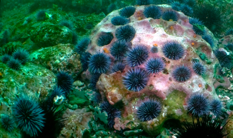 urchin on a coral reef
