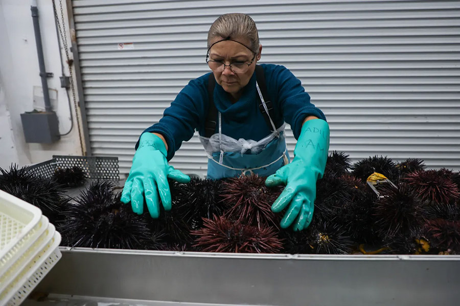 Employees at Catalina Offshore Products process and package the shells and uni of sea urchins in Catalina Offshore Products’ warehouse in San Diego