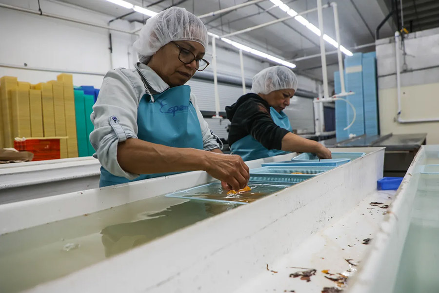Employees at Catalina Offshore Products process and package the shells and uni of sea urchins in Catalina Offshore Products’ warehouse in San Diego
