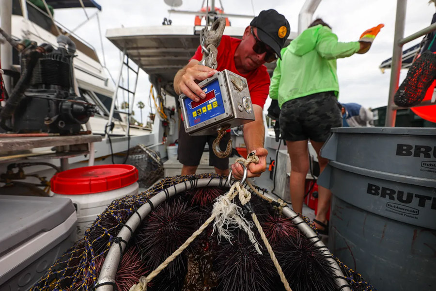 Mark Lasher hauls in sea urchins collected off the coast of San Diego