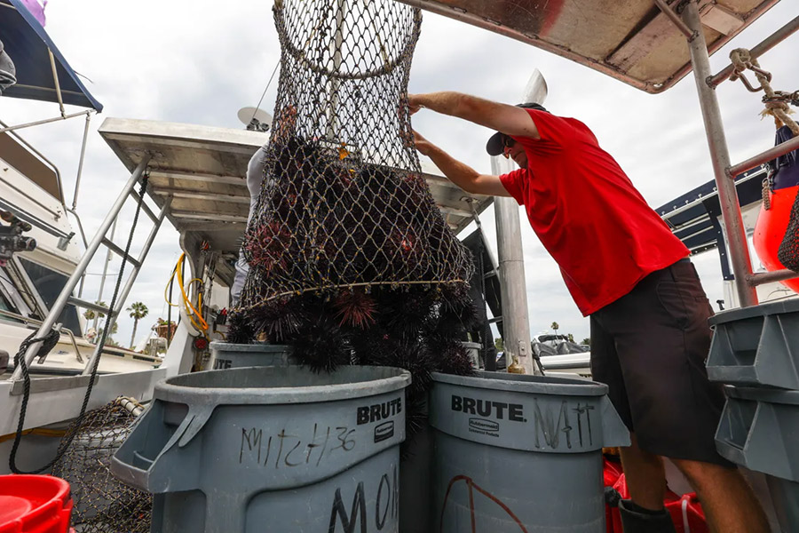 Mark Lasher hauls in sea urchins that were collected off the coast of San Diego