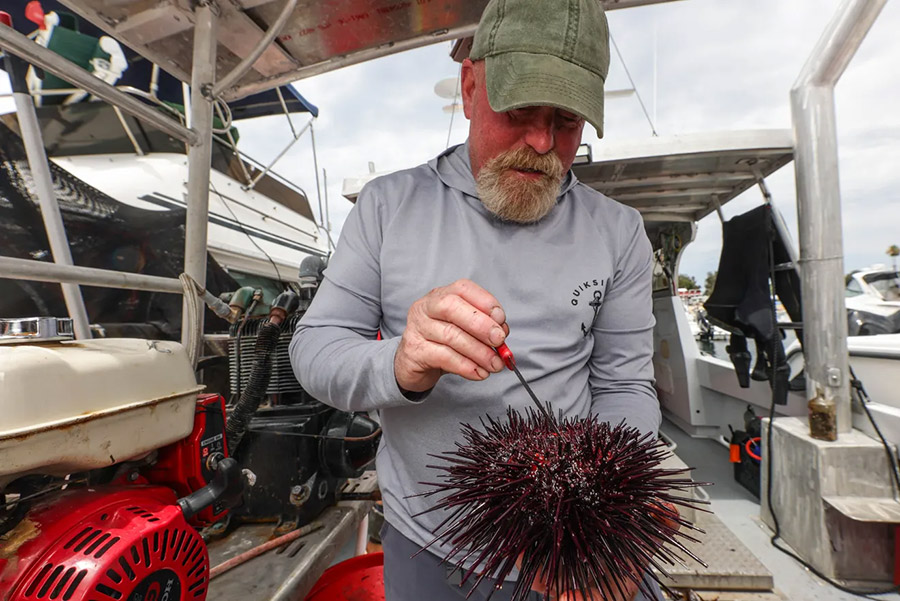 Matthew Pressly opens up a sea urchin with a knife in San Diego