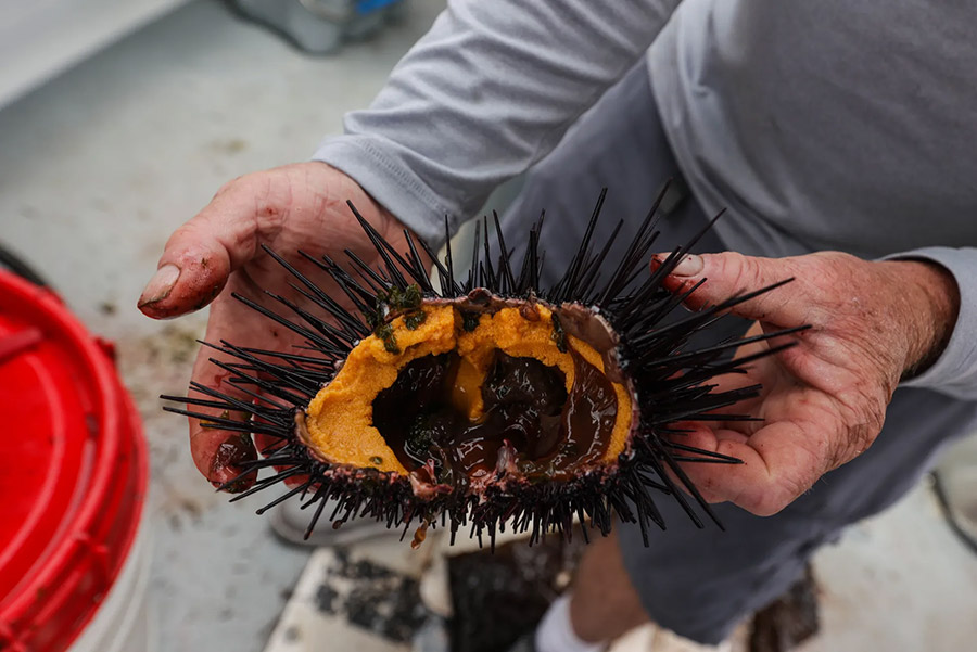 open sea urchin