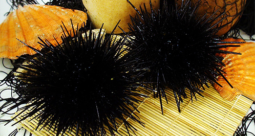 sea urchin on a table