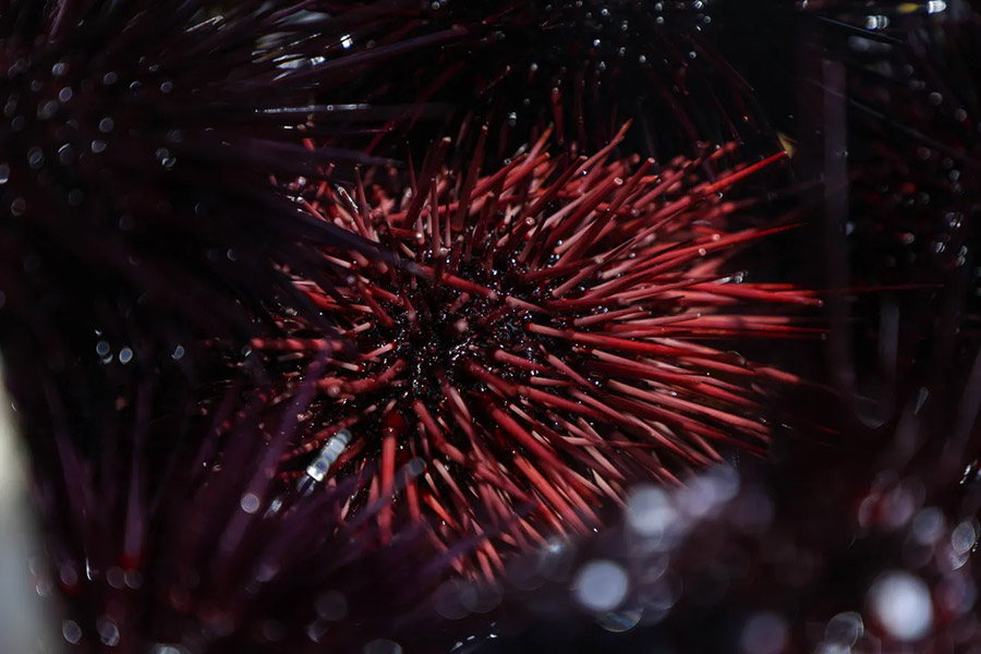 Sea urchins that were collected off the coast of San Diego