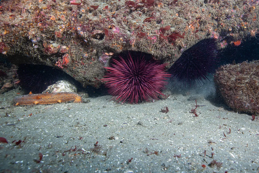 A sea urchin stands next to a rocky reef off the coast of San Diego